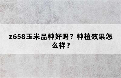 z658玉米品种好吗？种植效果怎么样？